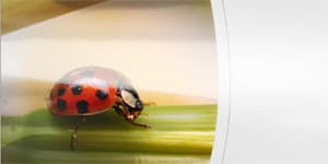 glossy photo paper