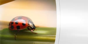 metallic photo paper