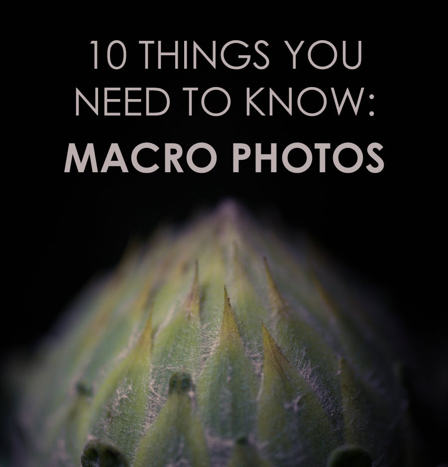 10 Things You Need To Know Before Taking Macro Photos