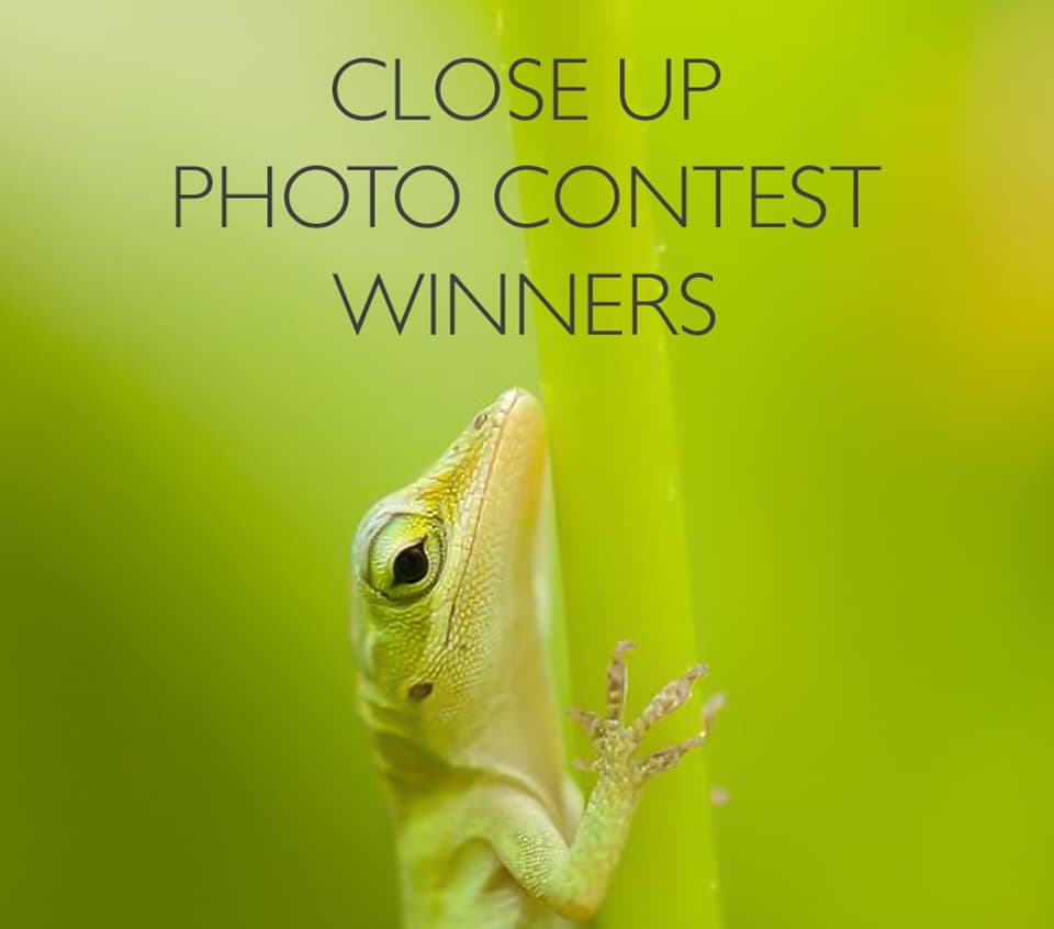 Close Up Photo Contest Winners