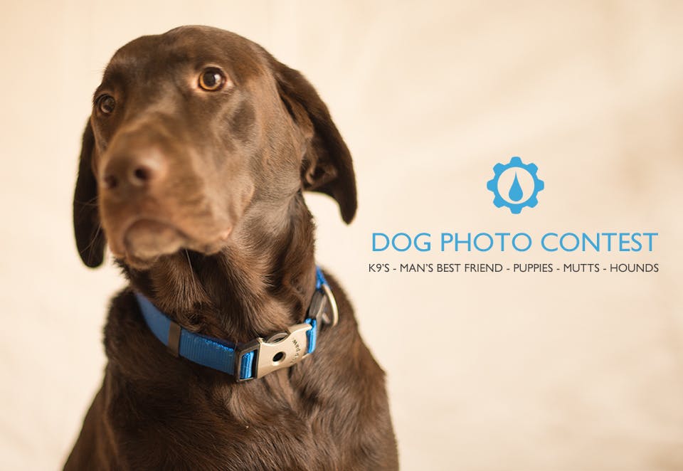 Cutest Dog Photo Contest 2016 with Canvas Press