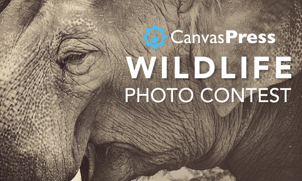 Announcing our Wildlife Photo Contest
