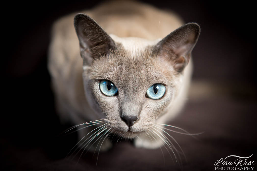 Check Meowt: 7 Tricks to Get the Best Photos for Your Cat Canvas Prints